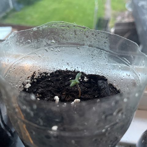 Skittles growlog photo: Day 2 in the pot ( 9 are starting to sprout)  watering day and night 