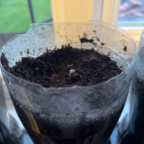 Skittles growlog photo: Day 2 in the pot ( 9 are starting to sprout)  watering day and night 