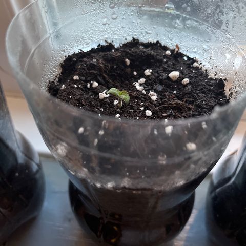Skittles growlog photo: Day 2 in the pot ( 9 are starting to sprout)  watering day and night 