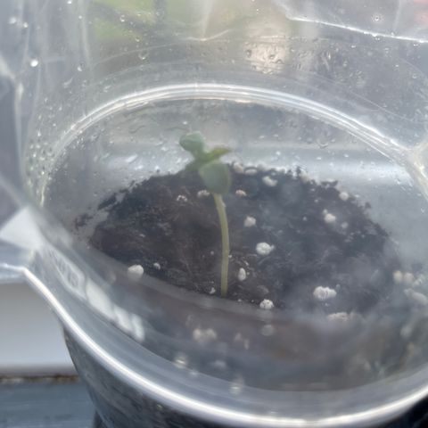 Skittles growlog photo: Grew a lot more than before 1 still hasnt came through the soil, watering the soil morning and night 