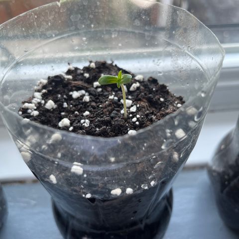 Skittles growlog photo: Grew a lot more than before 1 still hasnt came through the soil, watering the soil morning and night 