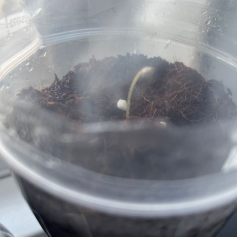 Skittles growlog photo: Grew a lot more than before 1 still hasnt came through the soil, watering the soil morning and night 