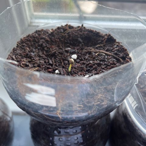 Skittles growlog photo: Grew a lot more than before 1 still hasnt came through the soil, watering the soil morning and night 