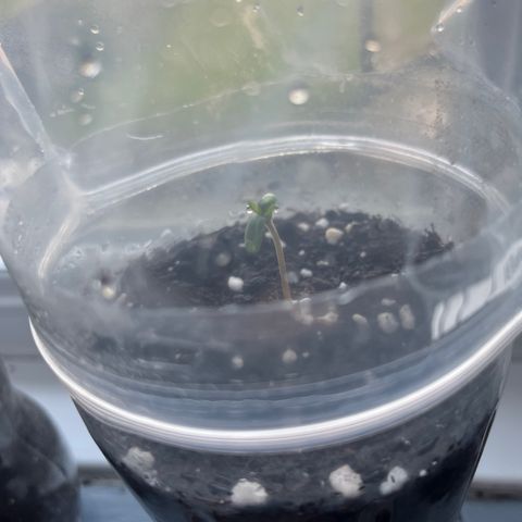 Skittles growlog photo: Grew a lot more than before 1 still hasnt came through the soil, watering the soil morning and night 
