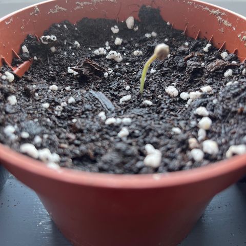 Skittles growlog photo: Grew a lot more than before 1 still hasnt came through the soil, watering the soil morning and night 