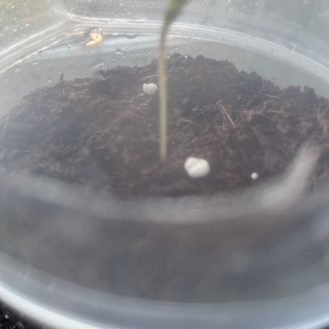 Skittles growlog photo: Grew a lot more than before 1 still hasnt came through the soil, watering the soil morning and night 