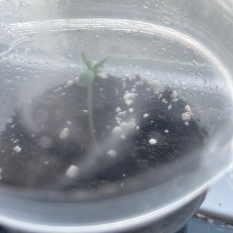 Skittles growlog photo: Grew a lot more than before 1 still hasnt came through the soil, watering the soil morning and night 