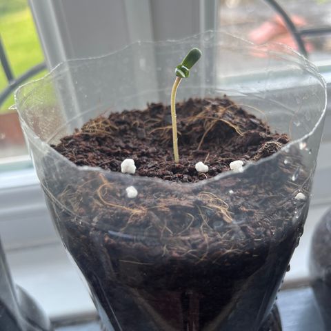 Skittles growlog photo: Grew a lot more than before 1 still hasnt came through the soil, watering the soil morning and night 