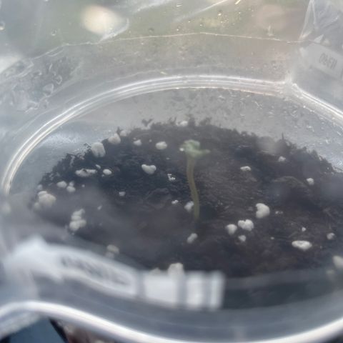 Skittles growlog photo: Grew a lot more than before 1 still hasnt came through the soil, watering the soil morning and night 
