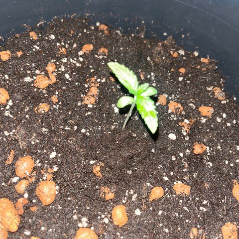 Skittles growlog photo: Planted into bigger pot