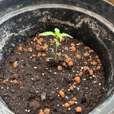 Skittles growlog photo: Started nutrients 