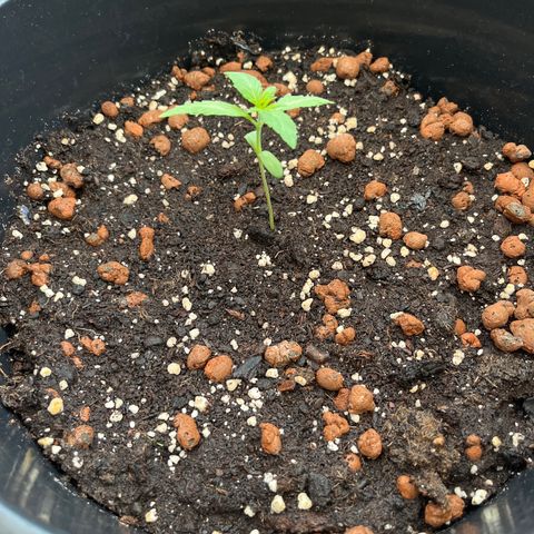 Skittles growlog photo: Started nutrients 