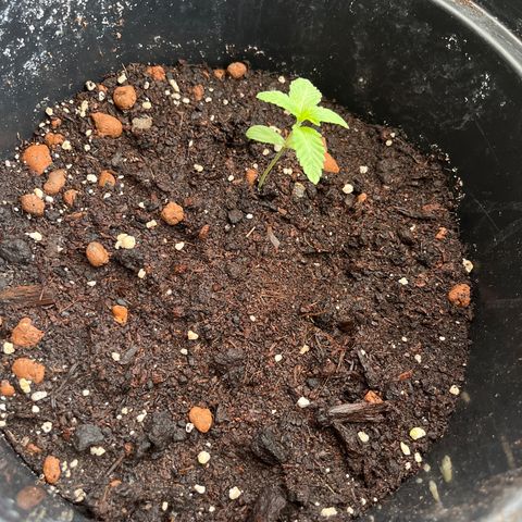 Skittles growlog photo: Started nutrients 