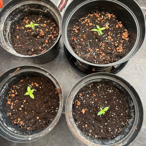 Skittles growlog photo: Started nutrients 