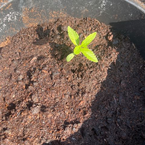 Skittles growlog timeline photo