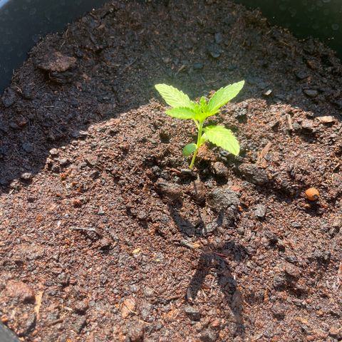 Skittles growlog timeline photo
