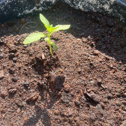 Skittles growlog timeline photo