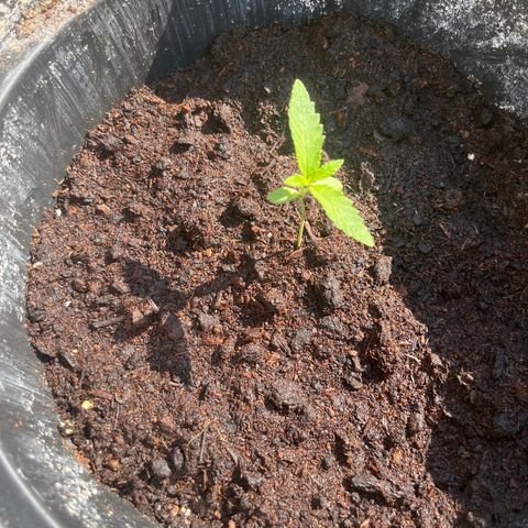 Skittles growlog timeline photo