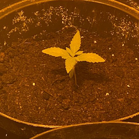 Skittles growlog timeline photo