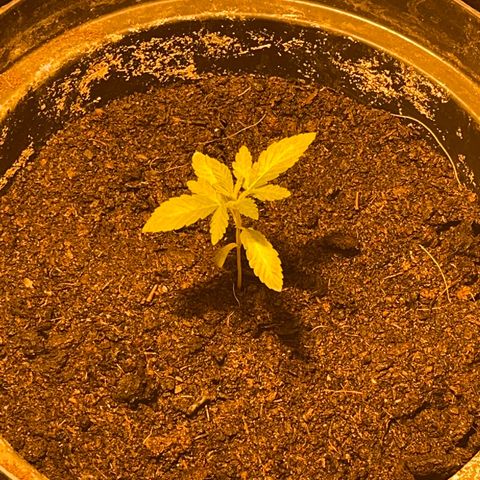 Skittles growlog timeline photo