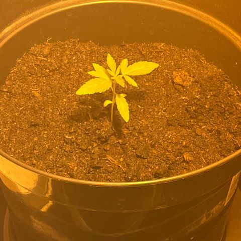 Skittles growlog timeline photo