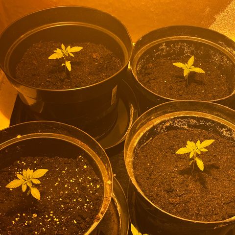 Skittles growlog timeline photo