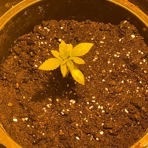 Skittles growlog timeline photo