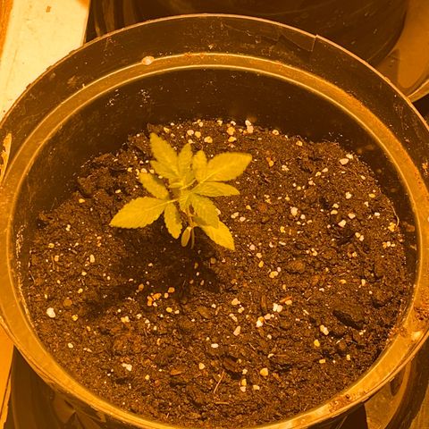 Skittles growlog timeline photo