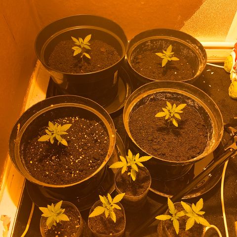 Skittles growlog timeline photo