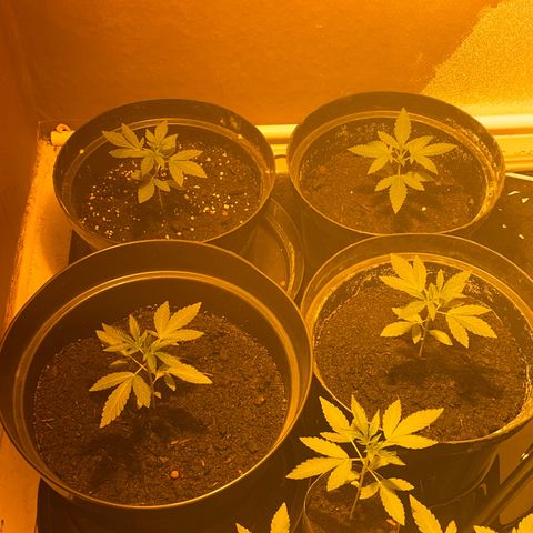 Skittles growlog photo: Looking good 