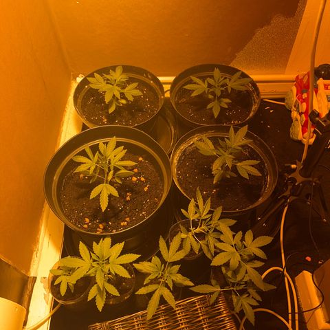 Skittles growlog timeline photo