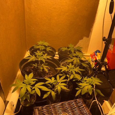 Skittles growlog timeline photo