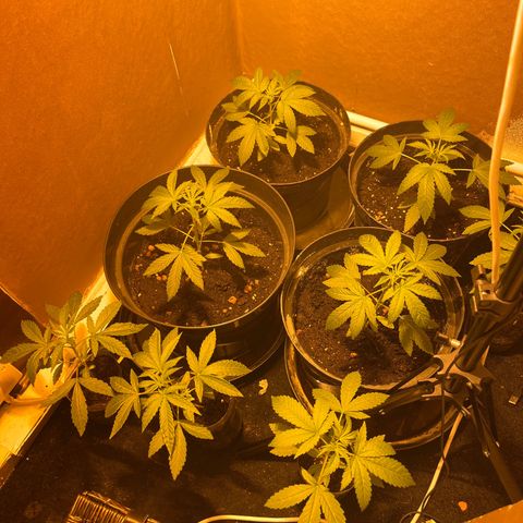 Skittles growlog timeline photo