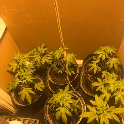 Skittles growlog photo: Had to move light higher as was burning on plant and leaves were curling fixed the problem now hopefully🤞🏻