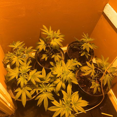 Skittles growlog timeline photo