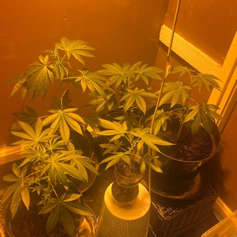 Skittles growlog timeline photo