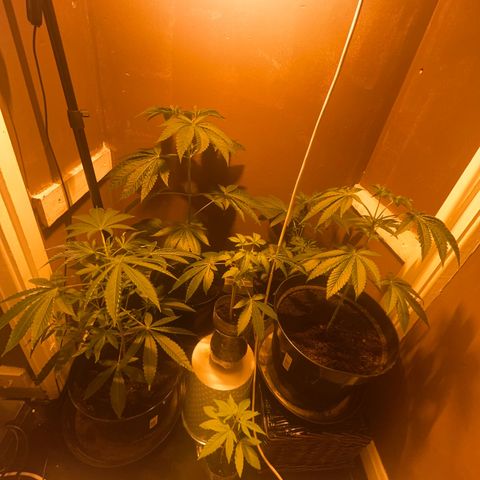 Skittles growlog timeline photo