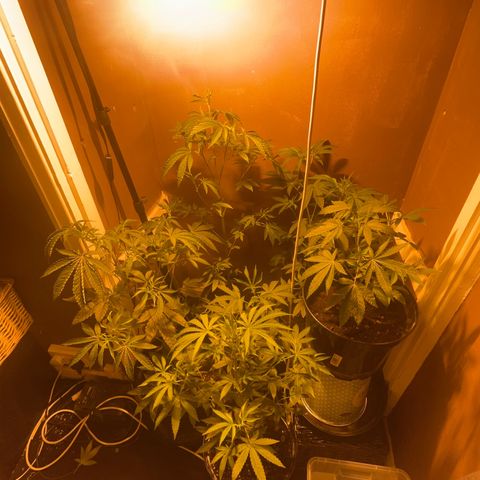 Skittles growlog photo: Close to flipping them soon hopefully 🙏