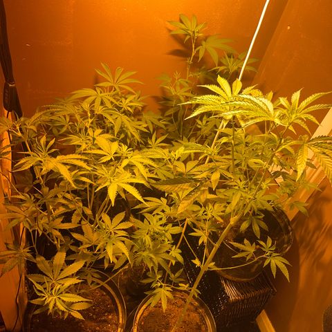 Skittles growlog photo: Flipped today 