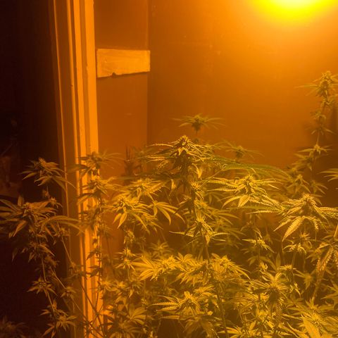 Skittles growlog timeline photo