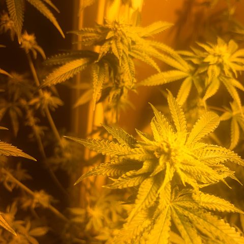 Skittles growlog timeline photo