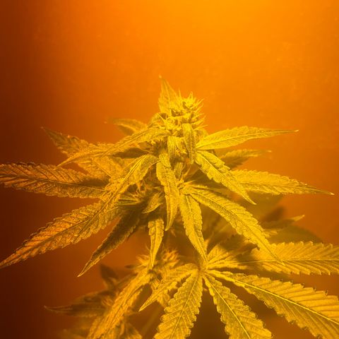 Skittles growlog timeline photo