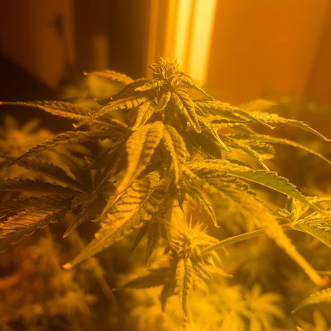 Skittles growlog timeline photo