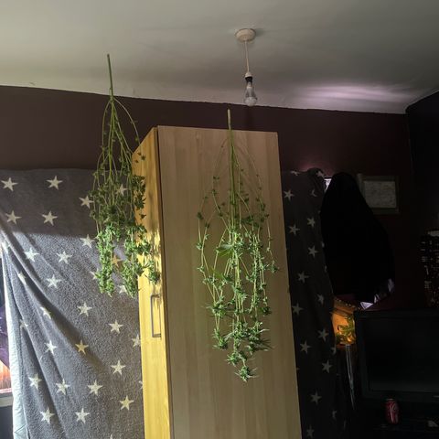 Skittles growlog timeline photo
