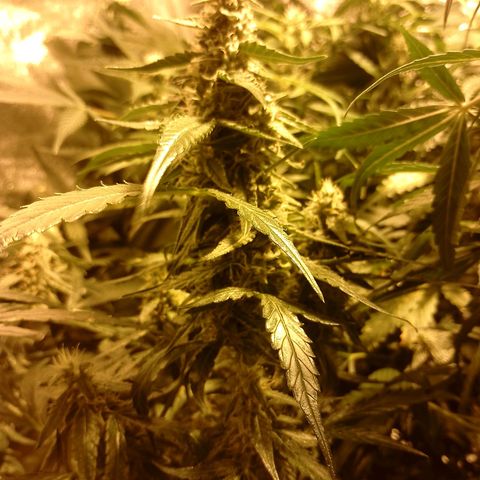 Auto #1 growlog timeline photo