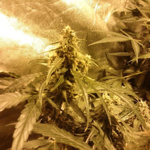 Auto #1 growlog timeline photo