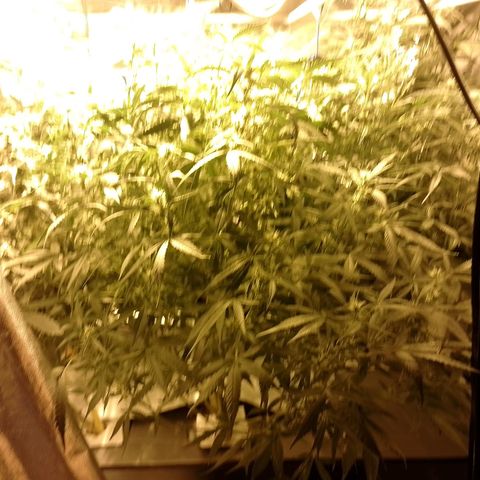Auto #1 growlog timeline photo