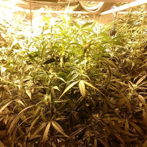 Auto #1 growlog timeline photo