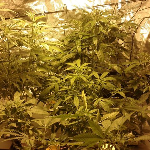 Auto #1 growlog timeline photo