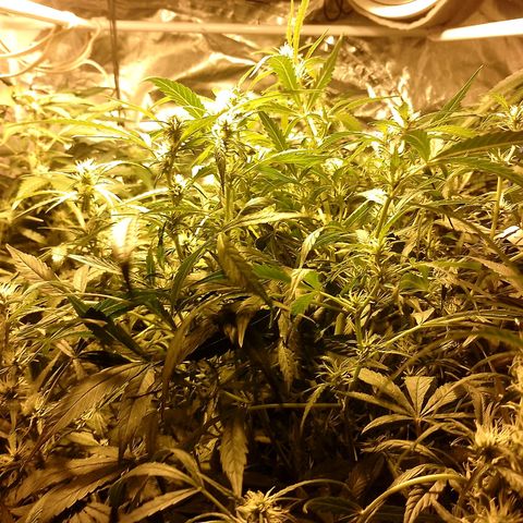 Auto #1 growlog timeline photo